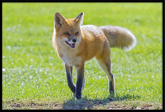 Red Fox