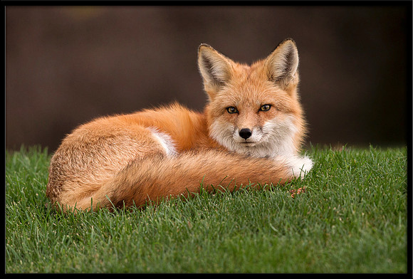 Red Fox