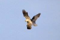 White-tailed Kites - food exchange (3 of 6)