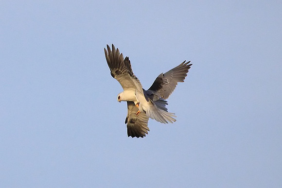White-tailed Kites - food exchange (3 of 6)