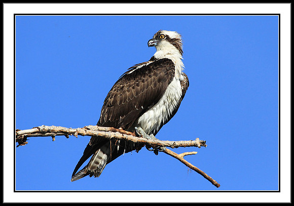 Osprey