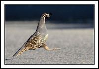 California Quail