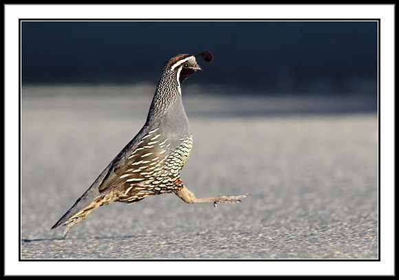 California Quail