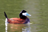 Ruddy (male) in breeding plumage