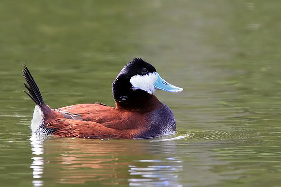 Ruddy (male) in breeding plumage