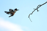 Kingfisher