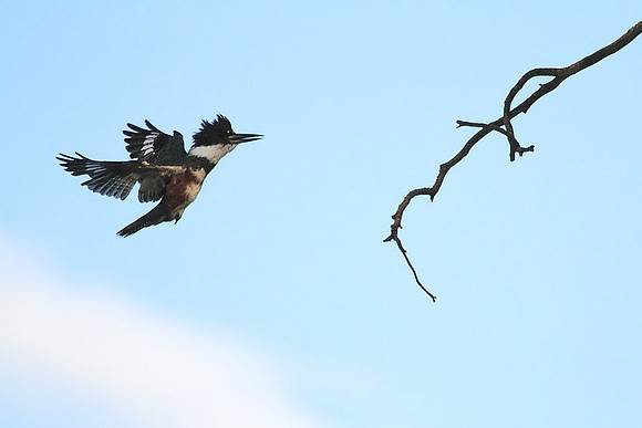 Kingfisher