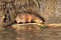 Muskrat