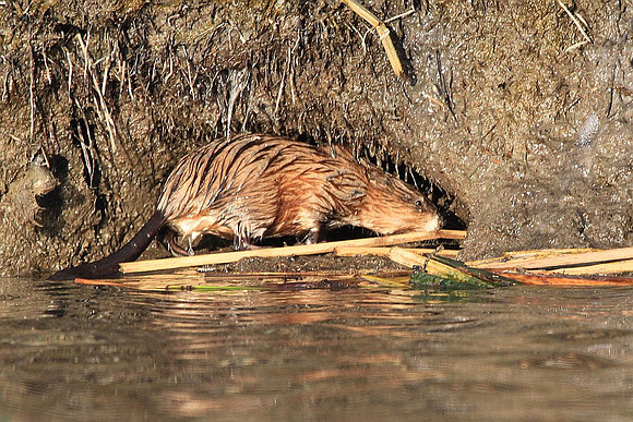 Muskrat