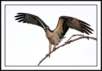 Osprey