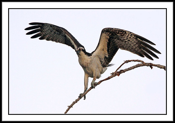 Osprey
