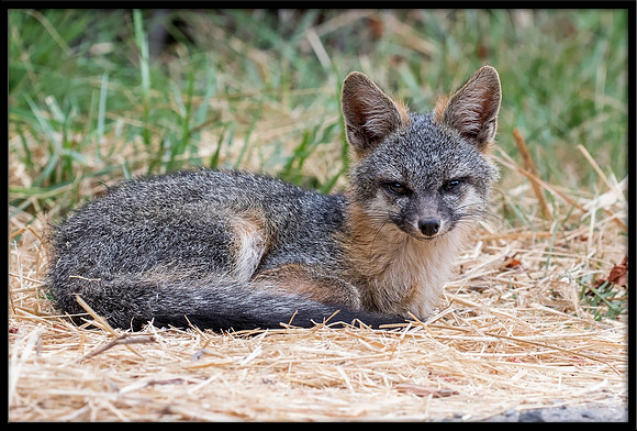 Grey Fox