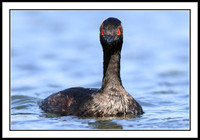 Eared Grebe