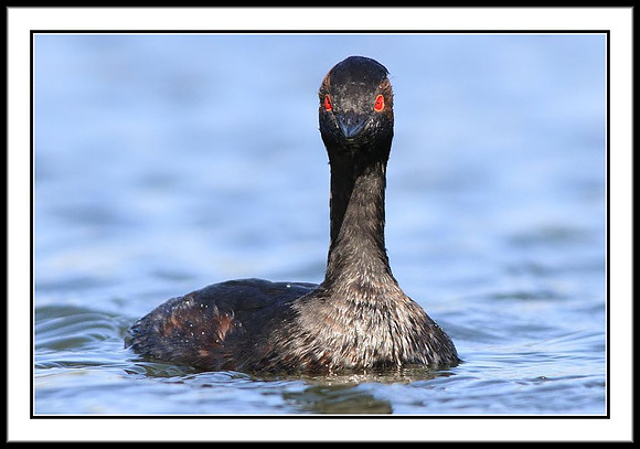 Eared Grebe