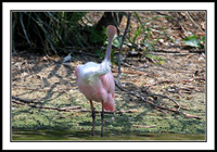 Roseate Spoonbill