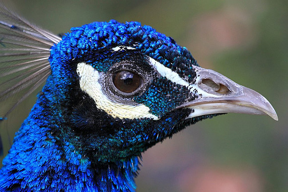 Peacock portrait