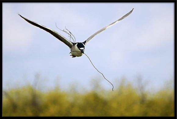 Black-crowned Night Heron with nesting material