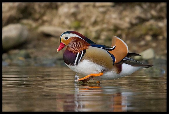 Mandarin Duck