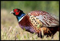 Ring-necked Pheasant