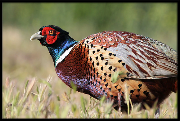 Ring-necked Pheasant