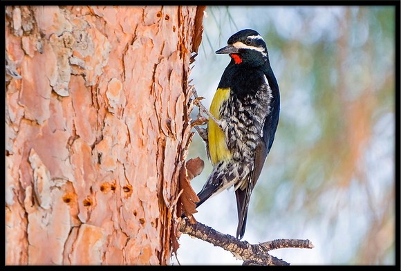 Williamson's Sapsucker