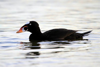 Surf Scoter
