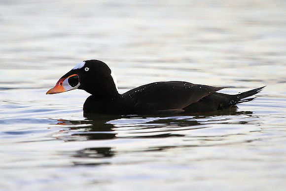 Surf Scoter