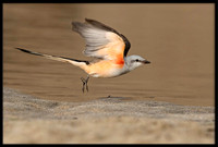 Scissor-tail Flycatcher