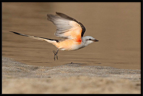 Scissor-tail Flycatcher
