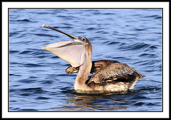 Brown Pelican