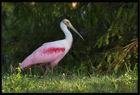 Roseate Spoonbill