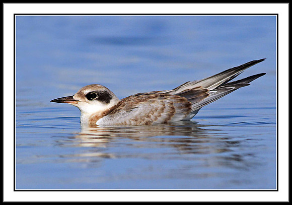 Tern (juvenile)