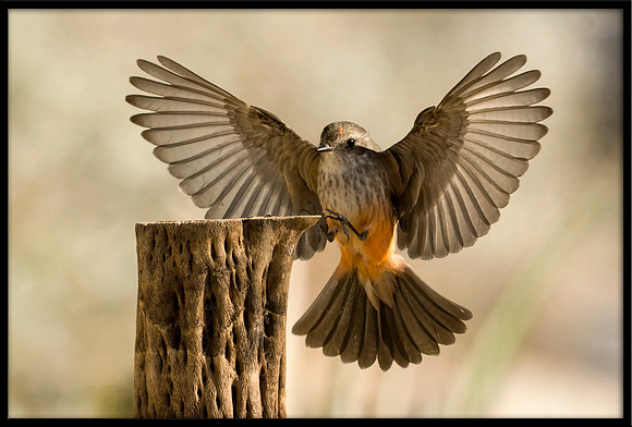 Vermilion Flycatcher