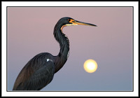 Tri-colored Heron