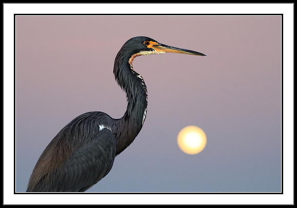 Tri-colored Heron