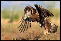 Golden Eagle
