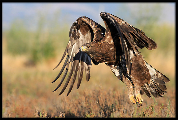 Golden Eagle