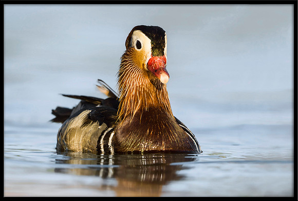 Mandarin Duck