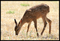 Fawn