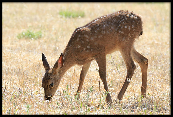Fawn