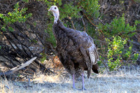 Wild turkey