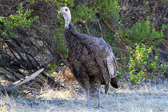 Wild turkey