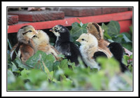7 Chicks
