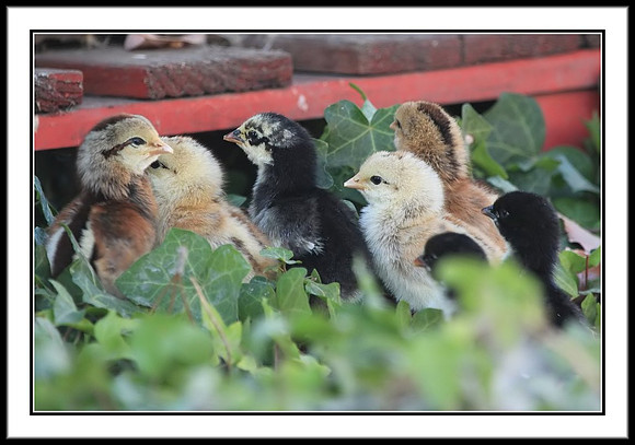 7 Chicks