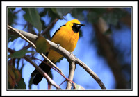 Hooded Oriole