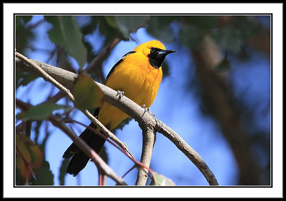 Hooded Oriole