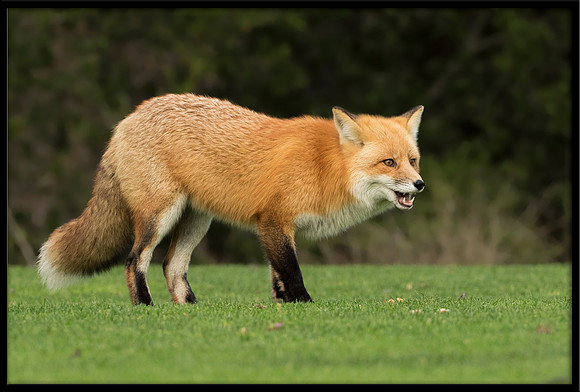 Red Foxes