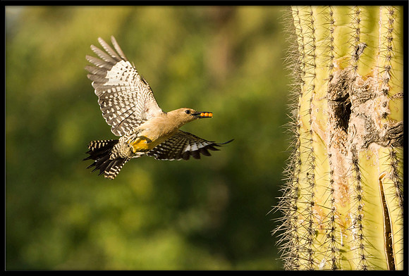 Gila Woodpecker bringing food to nest