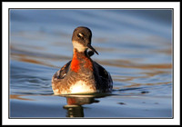 Red-necked Phalarope