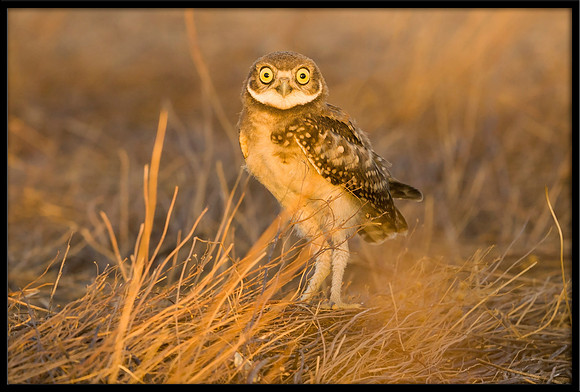Burrowing Owlet